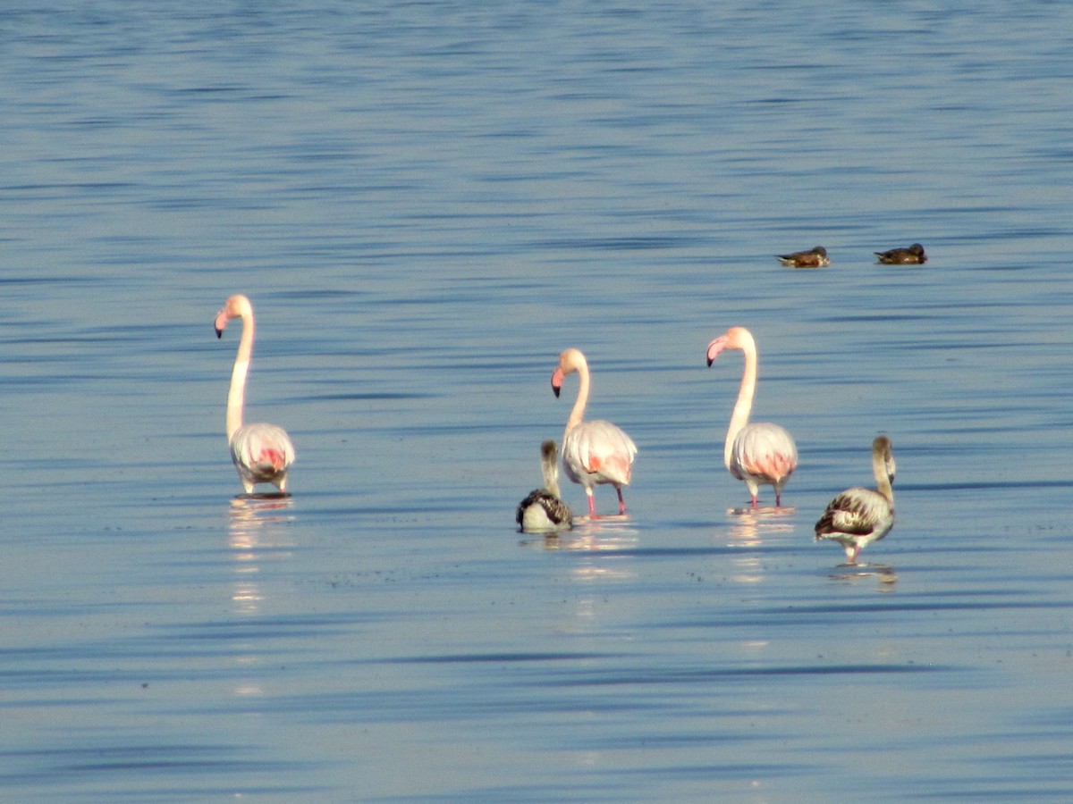 Greater Flamingo - ML72830981