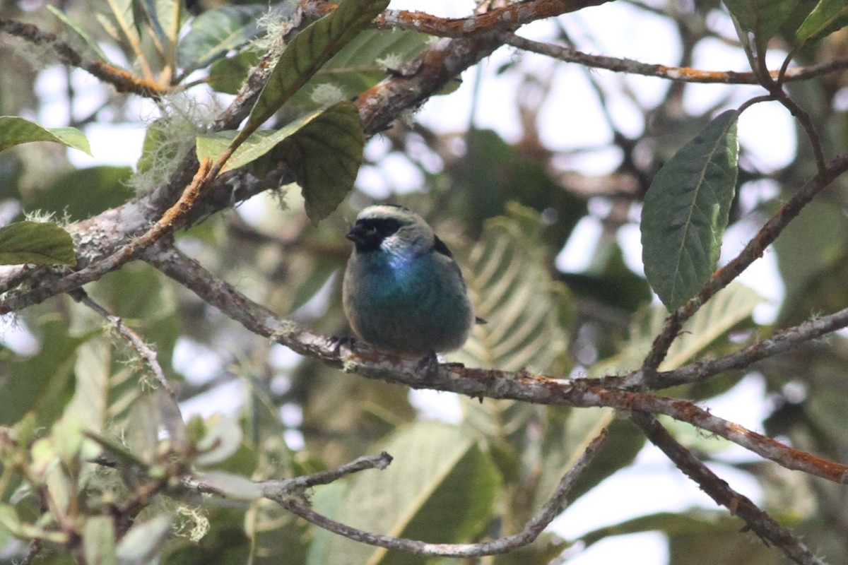 Metallic-green Tanager - ML72831011