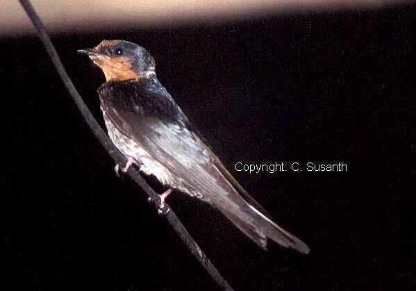 Hill Swallow - ML728316