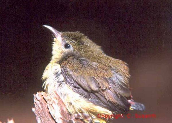 Crimson-backed Sunbird - ML728317