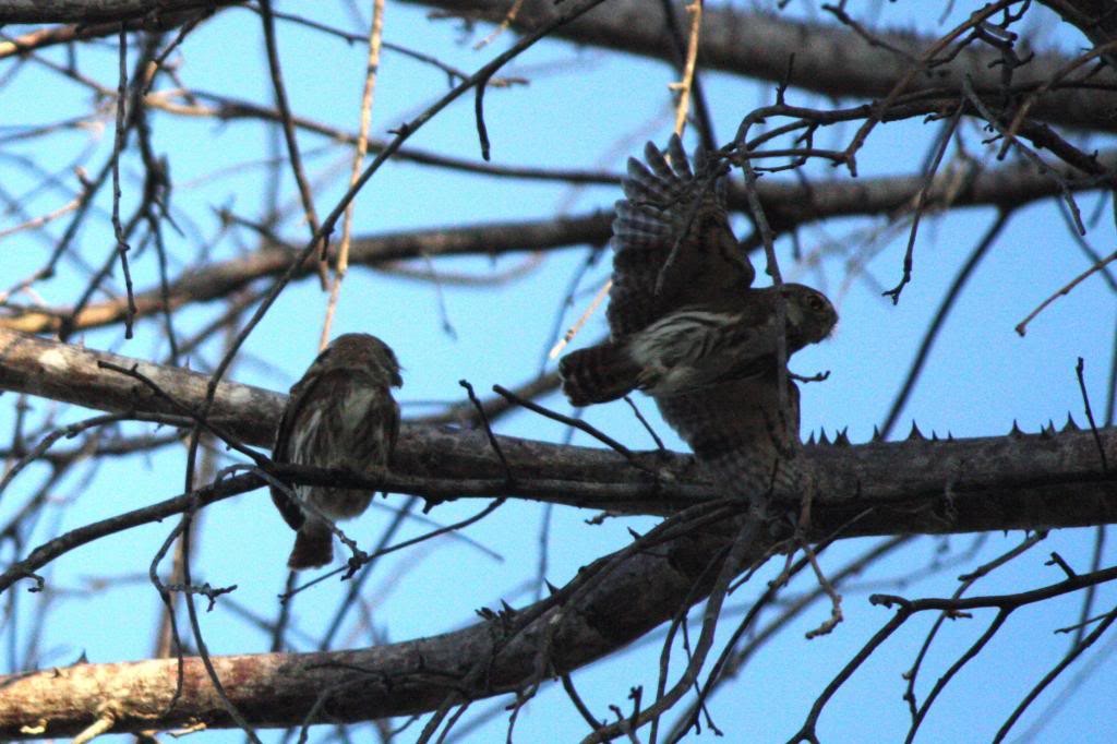 Ferruginous Pygmy-Owl (Ferruginous) - Corey Lange