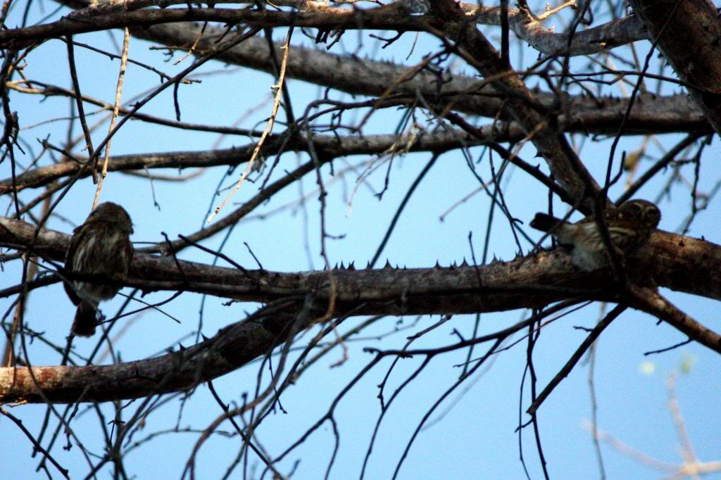 Ferruginous Pygmy-Owl (Ferruginous) - ML72831731