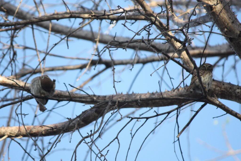 Ferruginous Pygmy-Owl (Ferruginous) - ML72831771