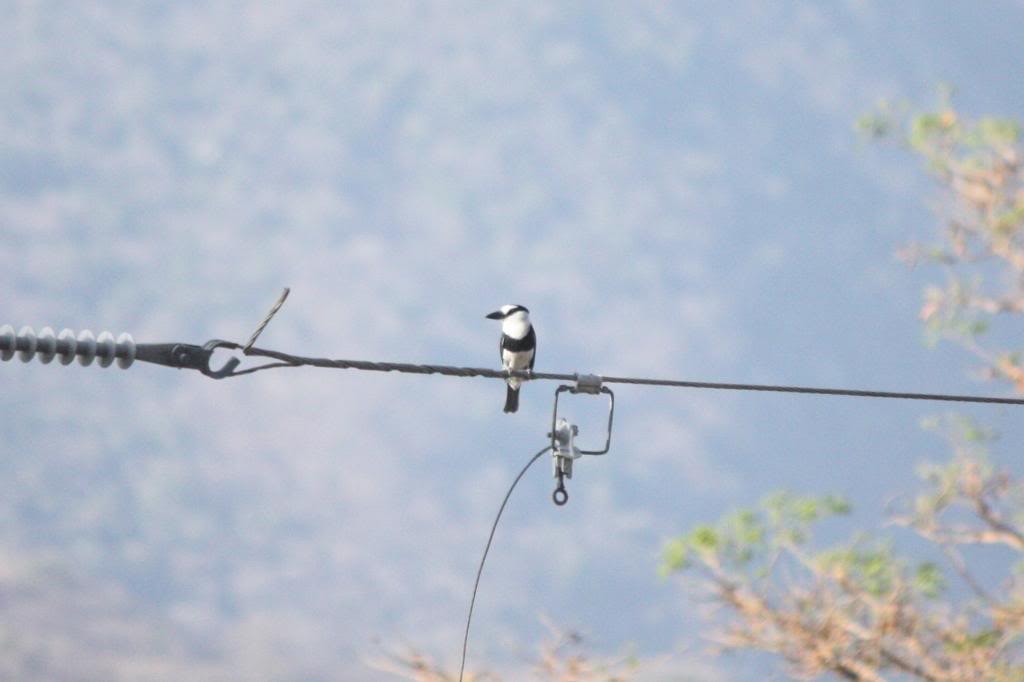 White-necked Puffbird - ML72831871