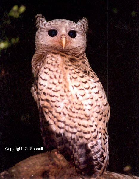 Spot-bellied Eagle-Owl - C.Susanth Kumar