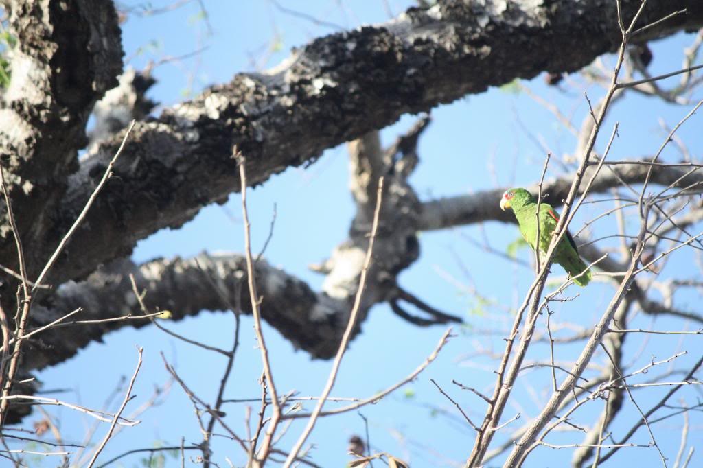 White-fronted Parrot - Corey Lange