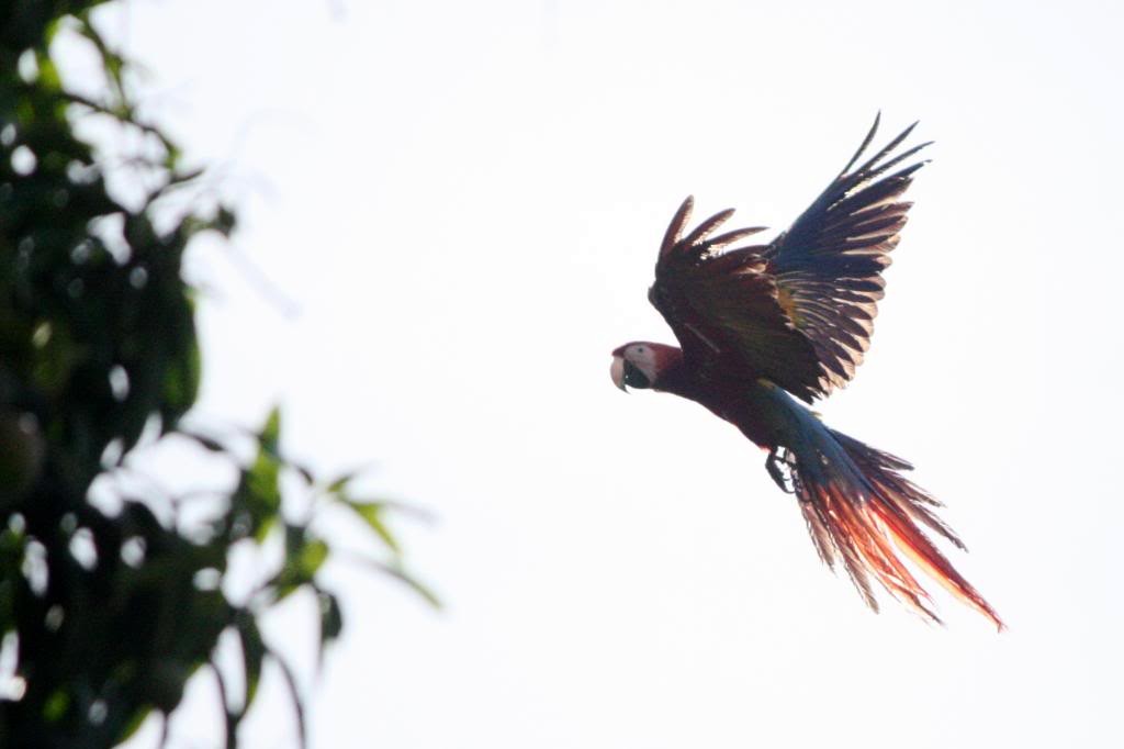 Scarlet Macaw - ML72831991