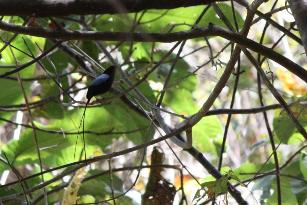 Long-tailed Manakin - ML72832141