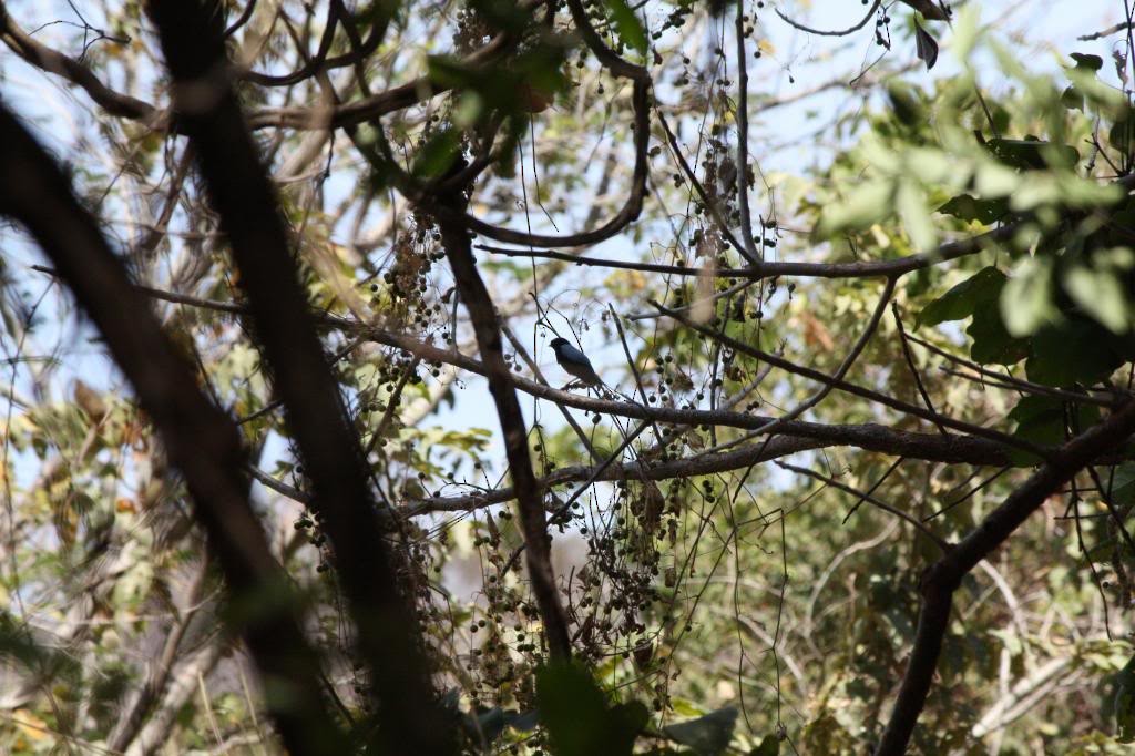 Long-tailed Manakin - ML72832151