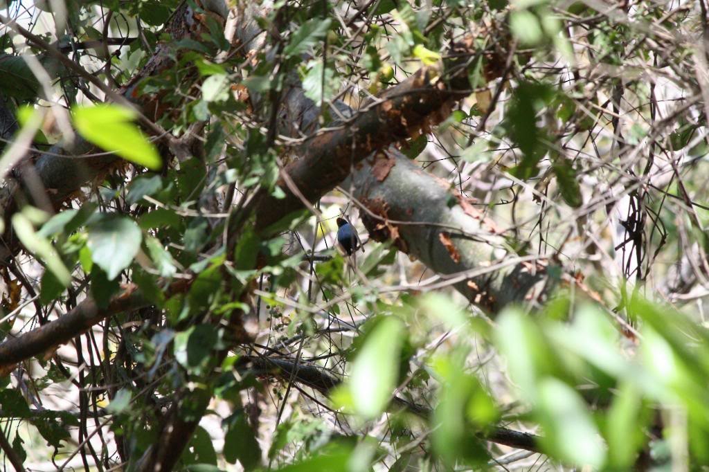 Long-tailed Manakin - ML72832181