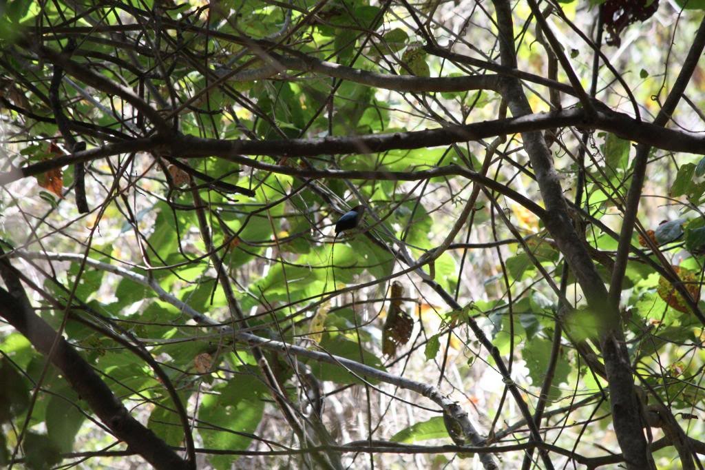 Long-tailed Manakin - ML72832191