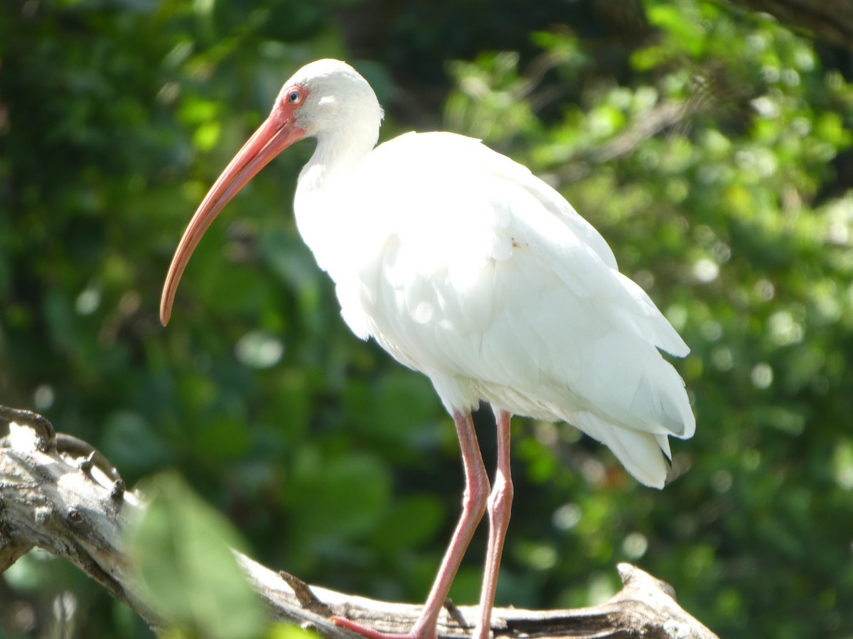 White Ibis - Chuck Hignite