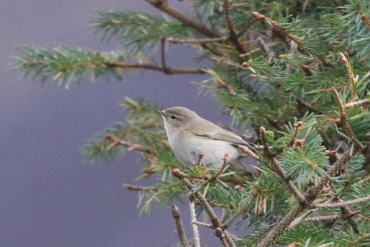 Common Chiffchaff - Ingvar Atli Sigurðsson