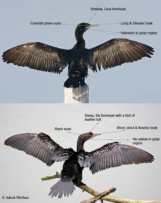 Indian Cormorant - ML728332