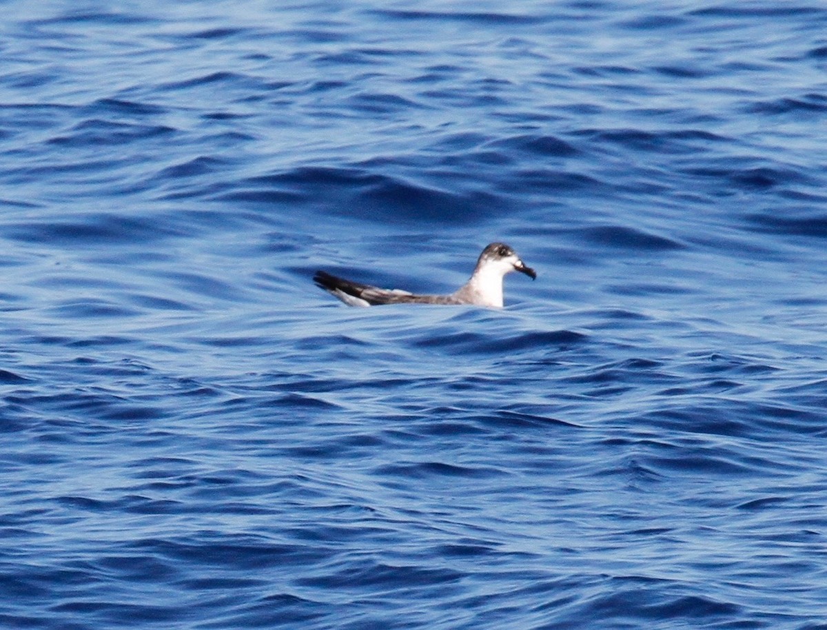 Petrel de las Juan Fernández - ML72833351