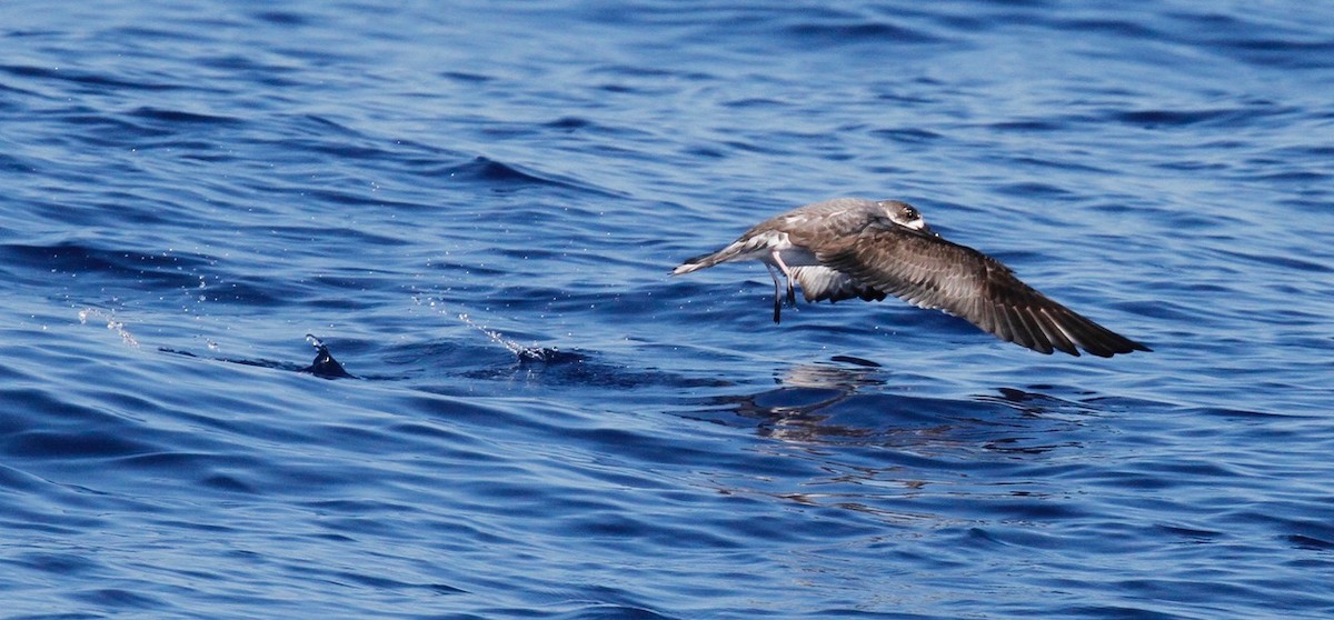 Petrel de las Juan Fernández - ML72833361