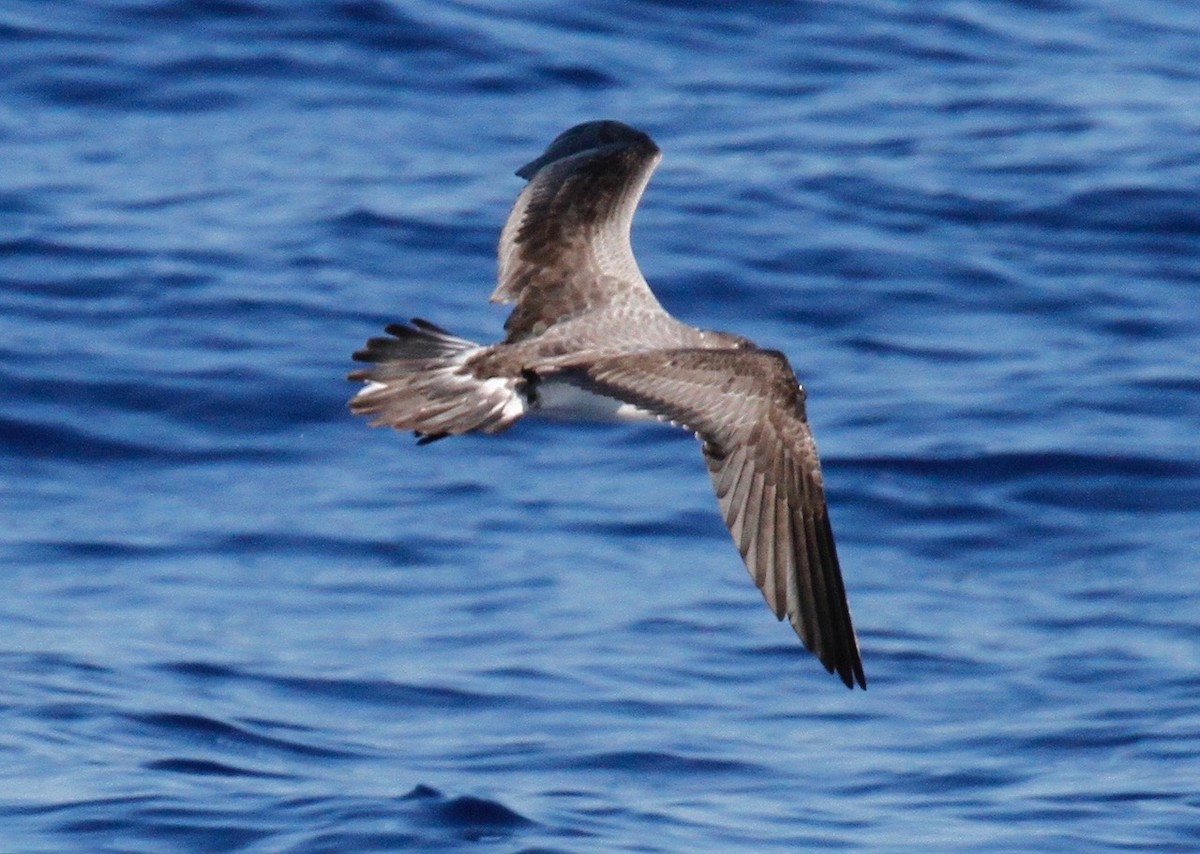 Petrel de las Juan Fernández - ML72833391