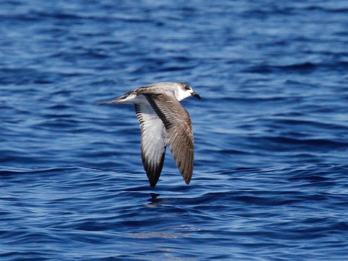 Petrel de las Juan Fernández - ML72833421