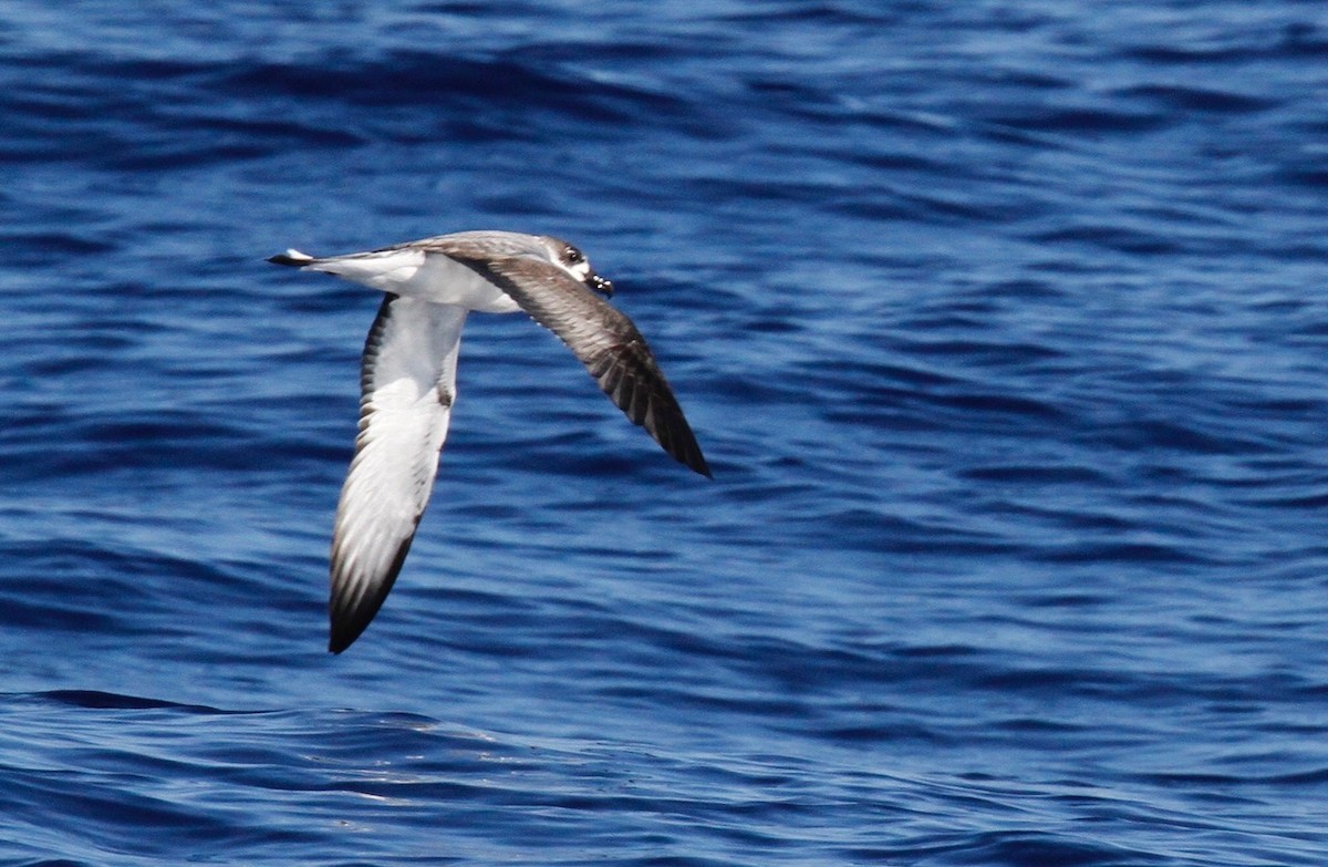 Petrel de las Juan Fernández - ML72833591