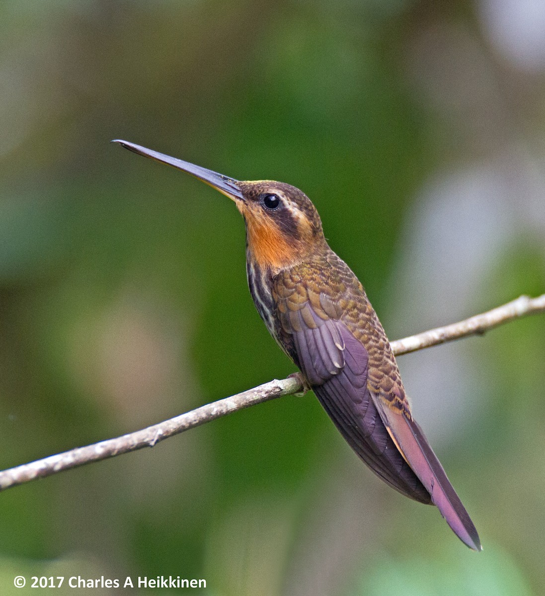 Saw-billed Hermit - Chuck Heikkinen