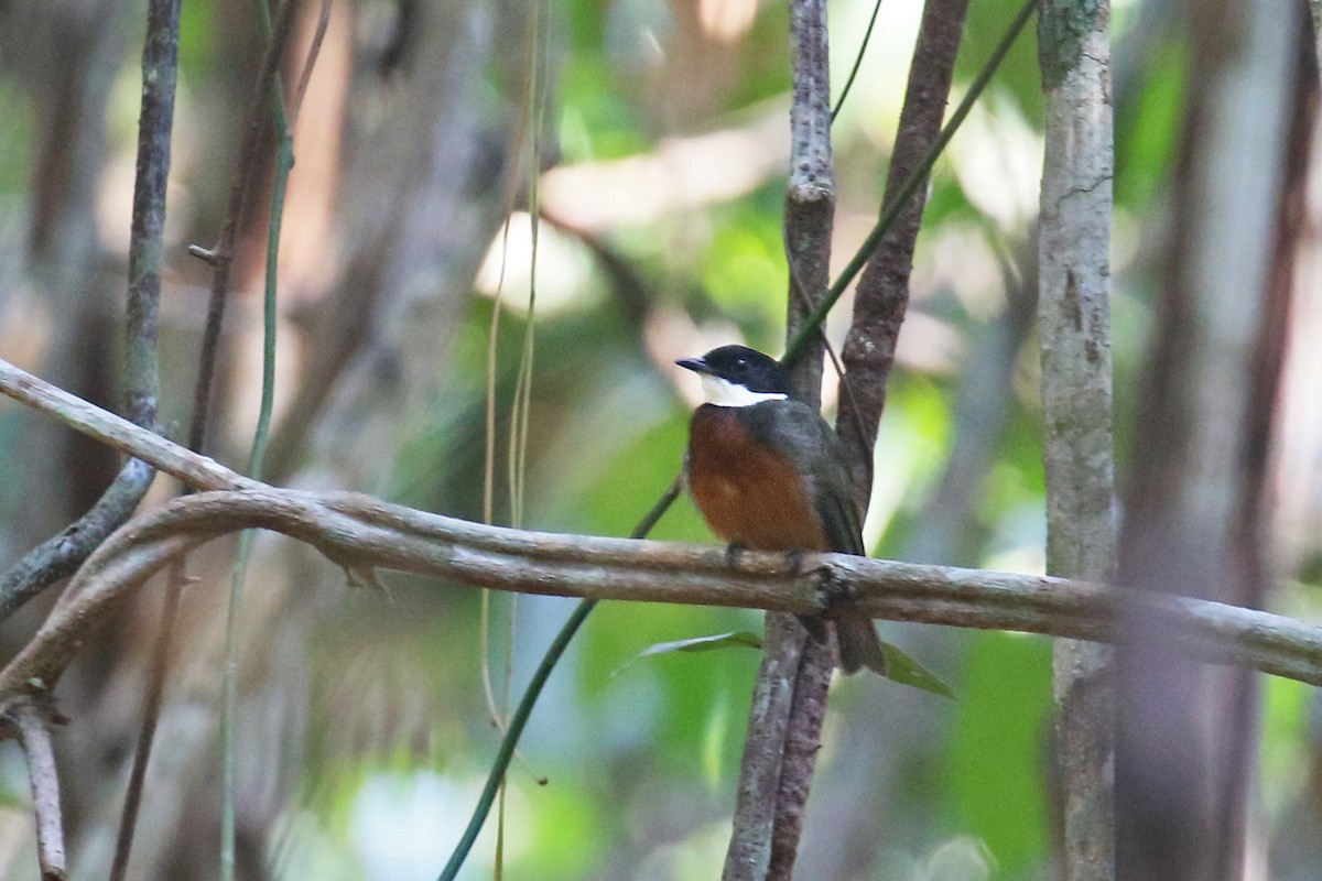 Flame-crowned Manakin - David Lang