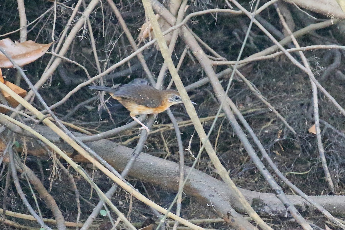 Silvered Antbird - ML72836721