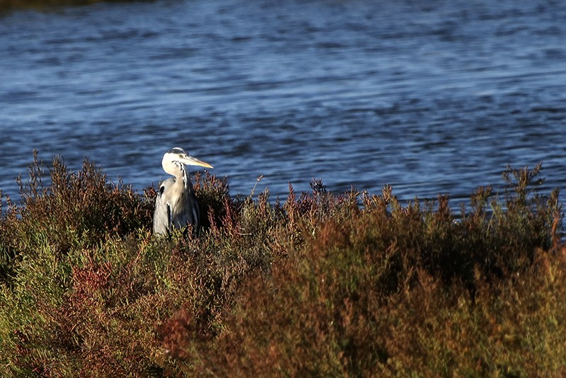 Gray Heron - ML72837661