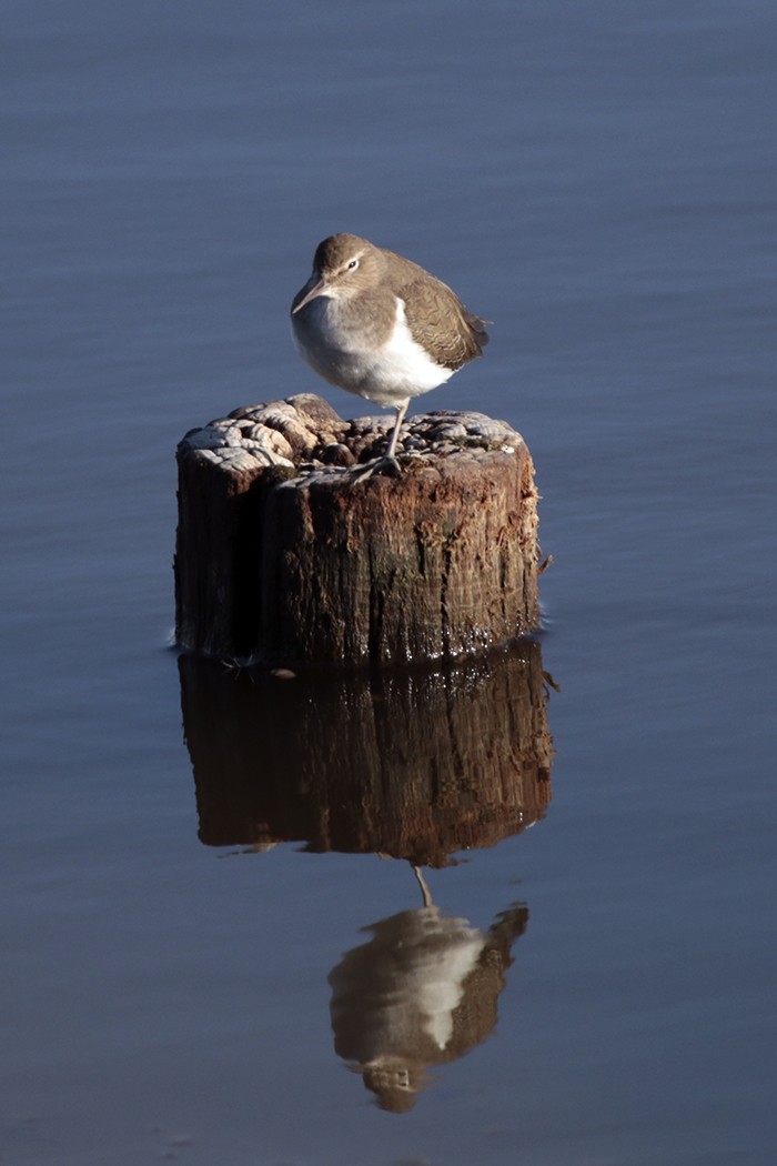 Common Sandpiper - Francisco Barroqueiro