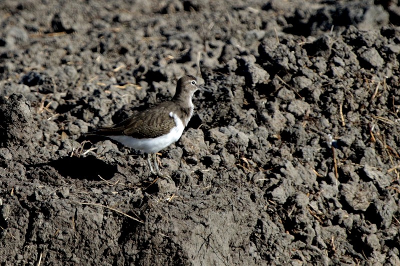 Common Sandpiper - Francisco Barroqueiro