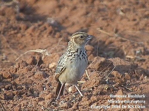 Burmese Bushlark - ML728379