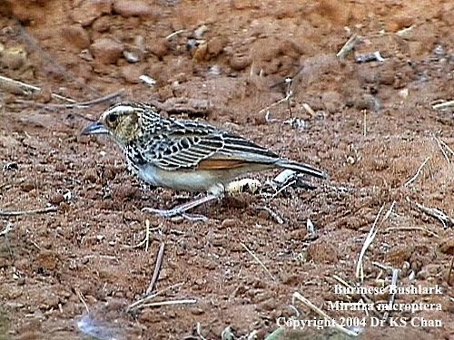 Burmese Bushlark - ML728380