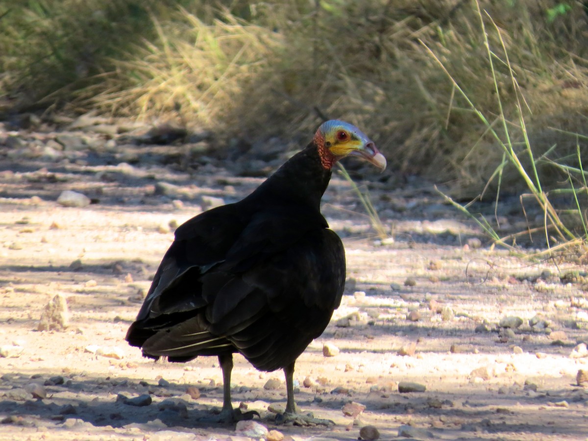 Lesser Yellow-headed Vulture - ML72839121