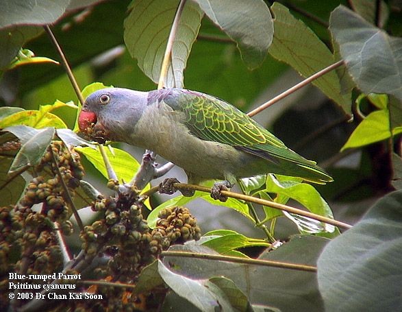 Blue-rumped Parrot - ML728393