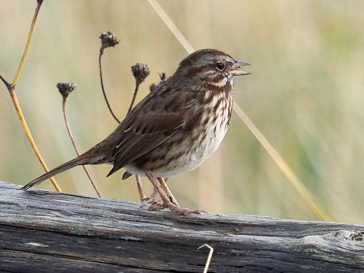 Song Sparrow - ML72839311