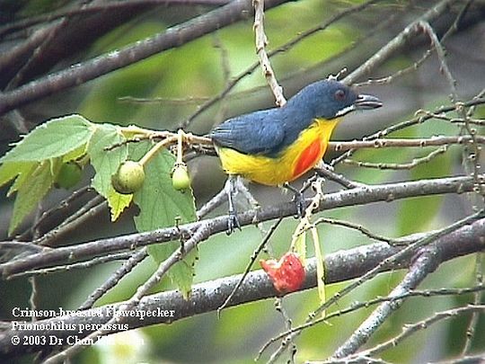 Crimson-breasted Flowerpecker - ML728394