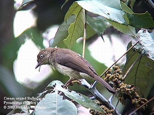 Cream-vented Bulbul (White-eyed) - ML728395