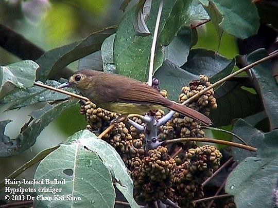 Hairy-backed Bulbul - ML728397