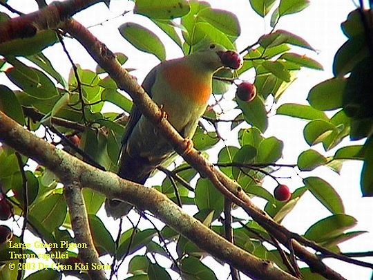 Large Green-Pigeon - ML728398