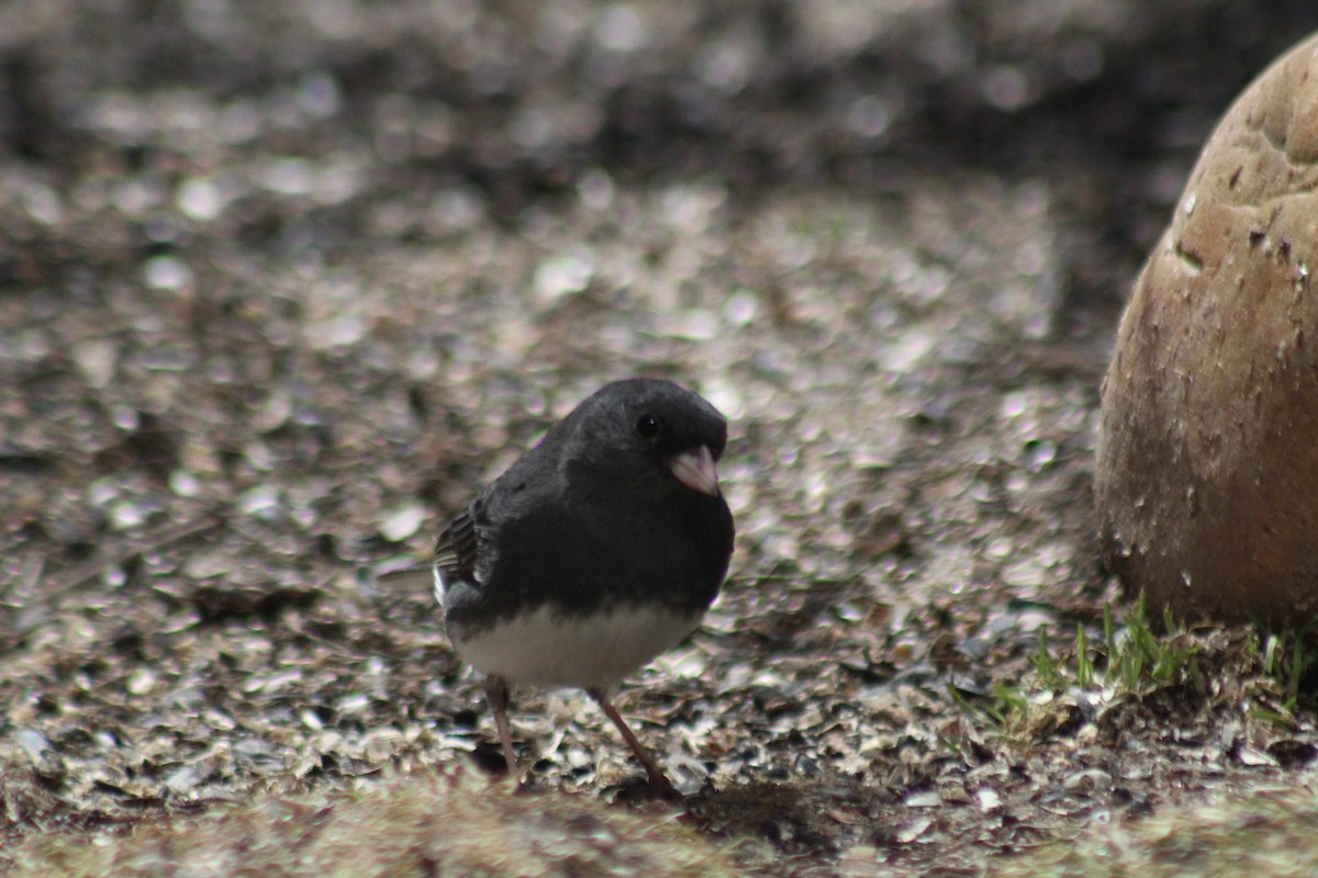 Junco ardoisé - ML72839871