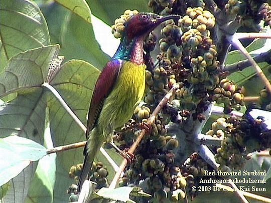 Rotkehl-Nektarvogel - ML728402