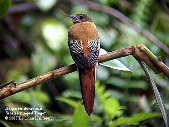 rødgumptrogon - ML728405