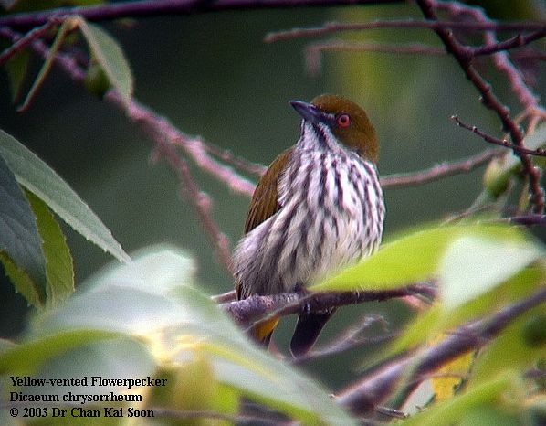 Yellow-vented Flowerpecker - ML728407