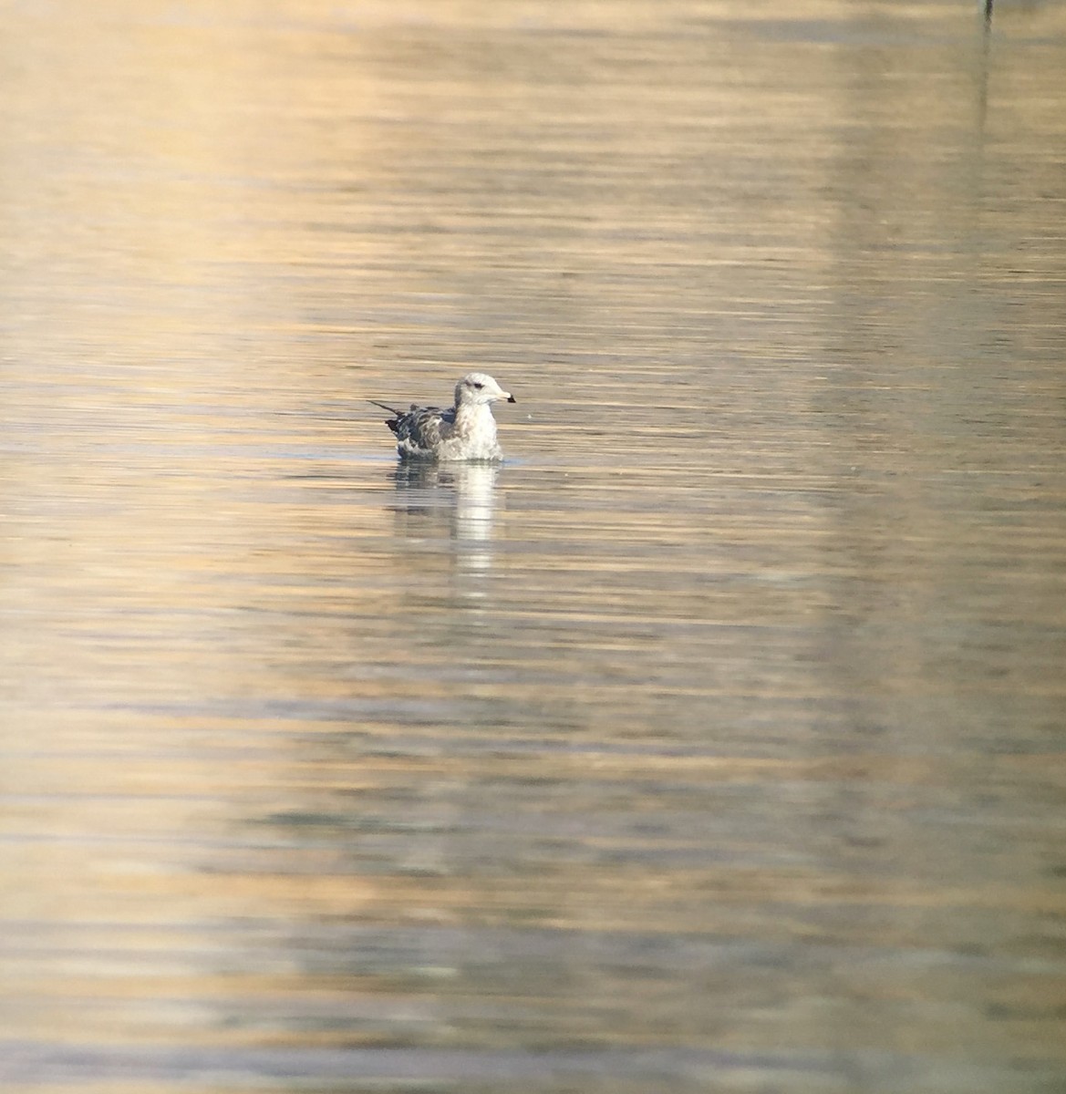 California Gull - ML72840901