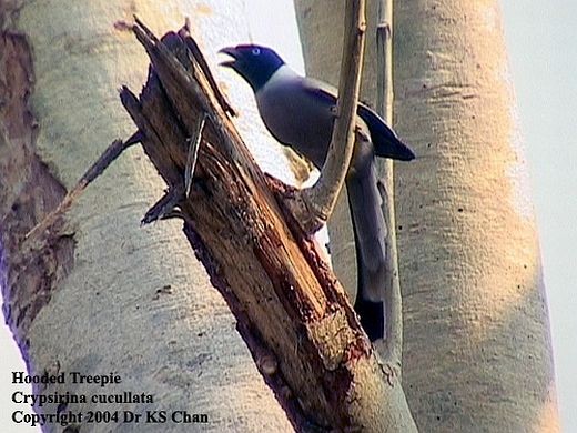 Hooded Treepie - ML728418