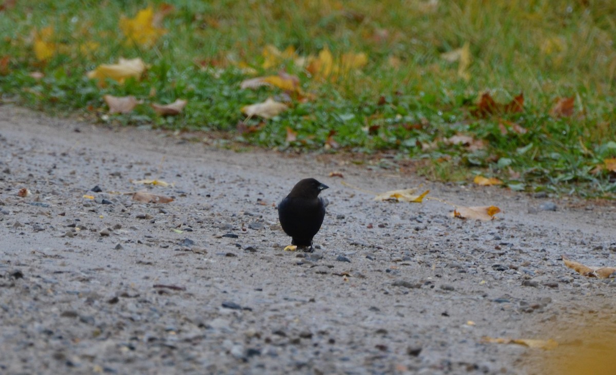 Brown-headed Cowbird - Jay Watson