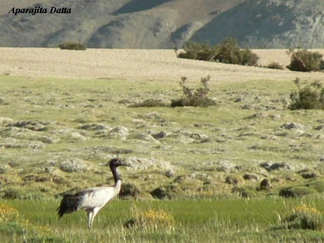 Төвд тогоруу - ML728426