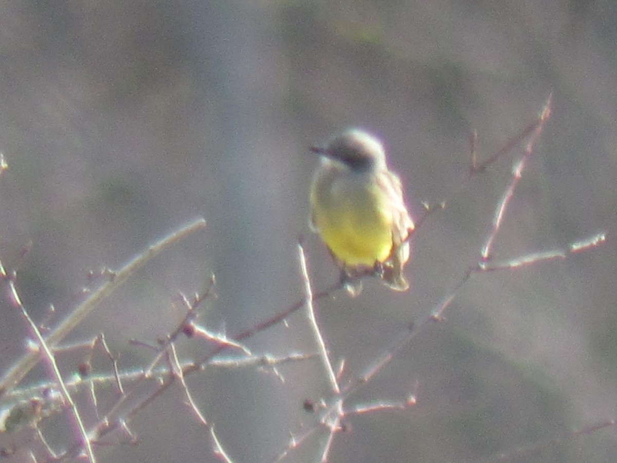 Cassin's Kingbird - Mary Keleher