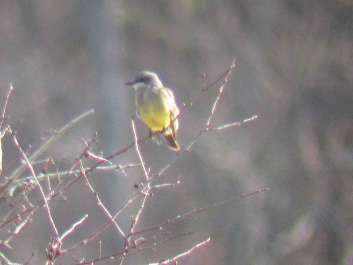 Cassin's Kingbird - ML72842641