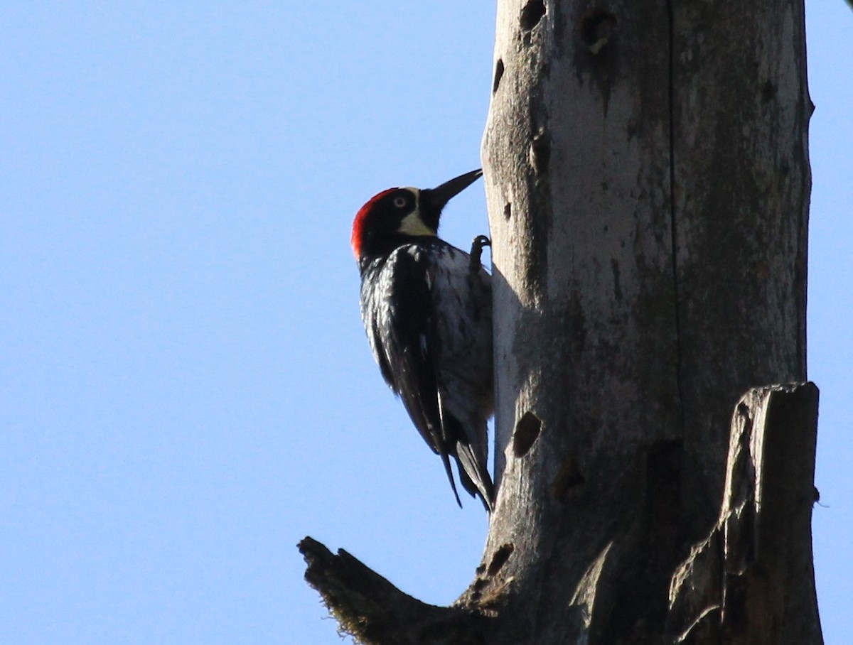Acorn Woodpecker - ML72842831
