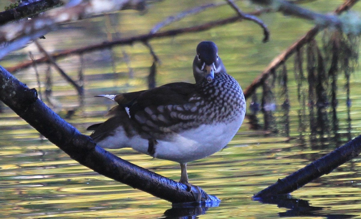 Canard mandarin - ML72843131